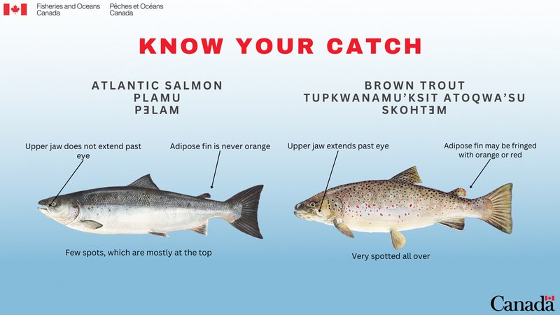 Comparing The Salmon Vs. [Similar Species]