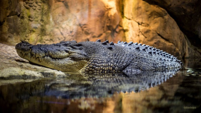 Comparing The Saltwater Crocodile Vs. [Similar Species]