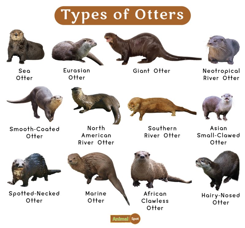 Comparing The Sea Otter Vs. [Similar Species]