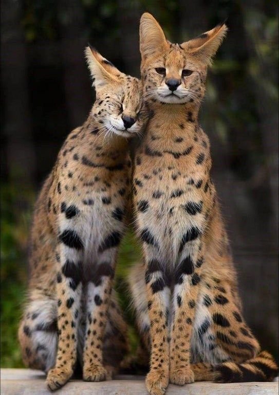 Comparing The Serval Vs. [Similar Species]
