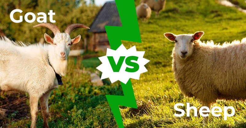 Comparing The Sheep Vs. [Similar Species]