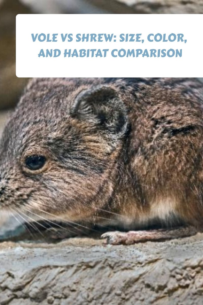 Comparing The Shrew Vs. [Similar Species]