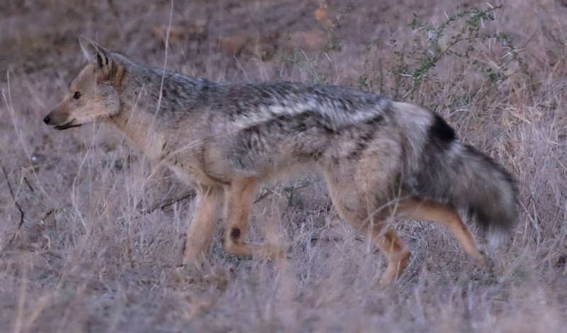 Comparing The Side-Striped Jackal Vs. [Similar Species]