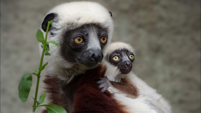 Comparing The Sifaka Vs. [Similar Species]