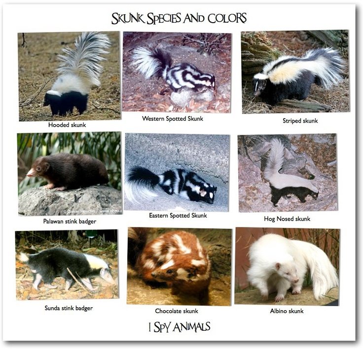 Comparing The Skunk Vs. [Similar Species]
