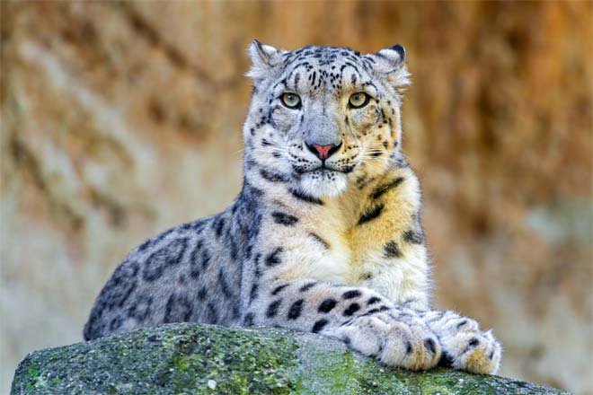 Comparing The Snow Leopard Vs. [Similar Species]