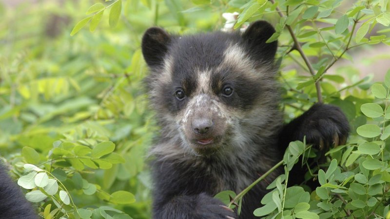 Comparing The Spectacled Bear Vs. [Similar Species]