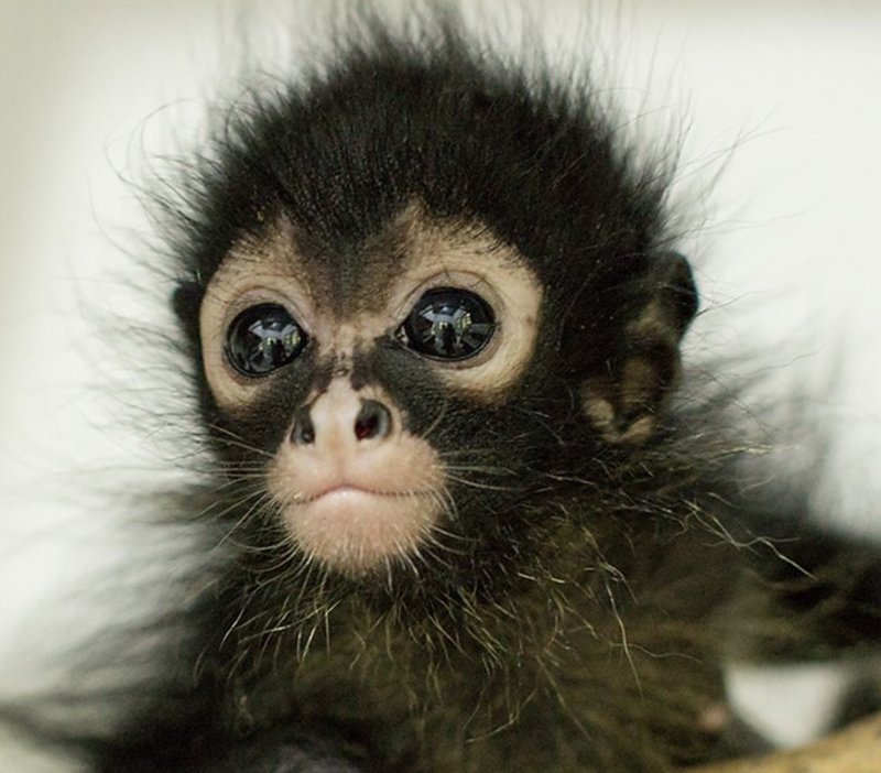 Comparing The Spider Monkey Vs. [Similar Species]