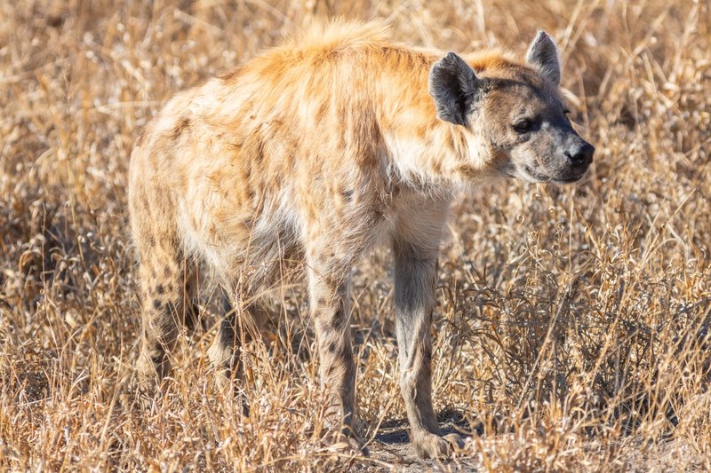 Comparing The Spotted Hyena Vs. [Similar Species]