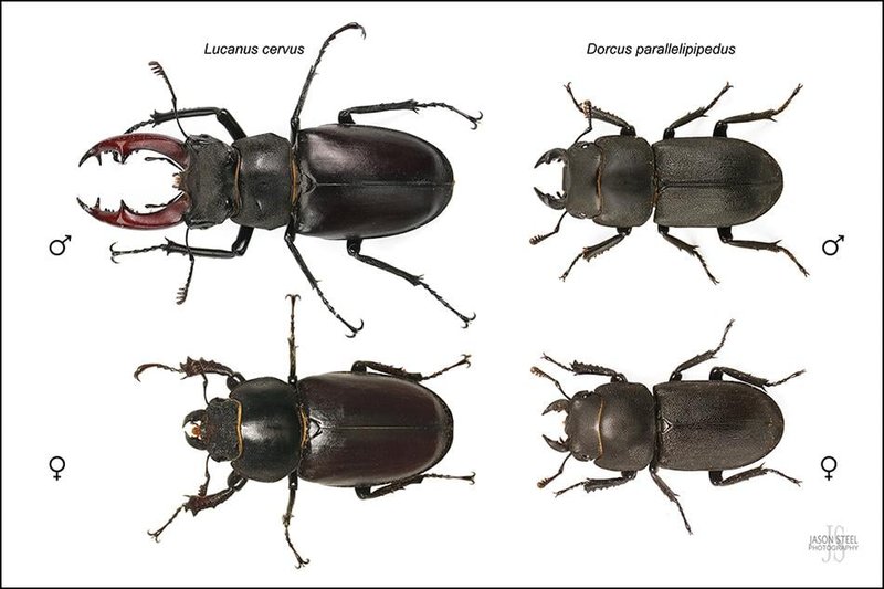 Comparing The Stag Beetle Vs. Similar Insects