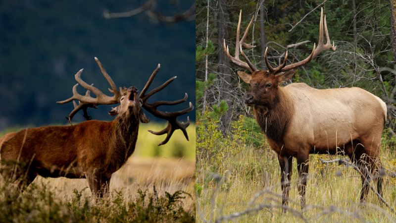 Comparing The Stag Vs. [Similar Species]