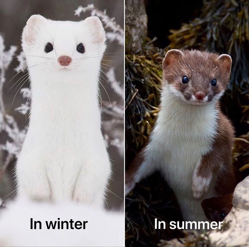 Comparing The Stoat Vs. [Similar Species]