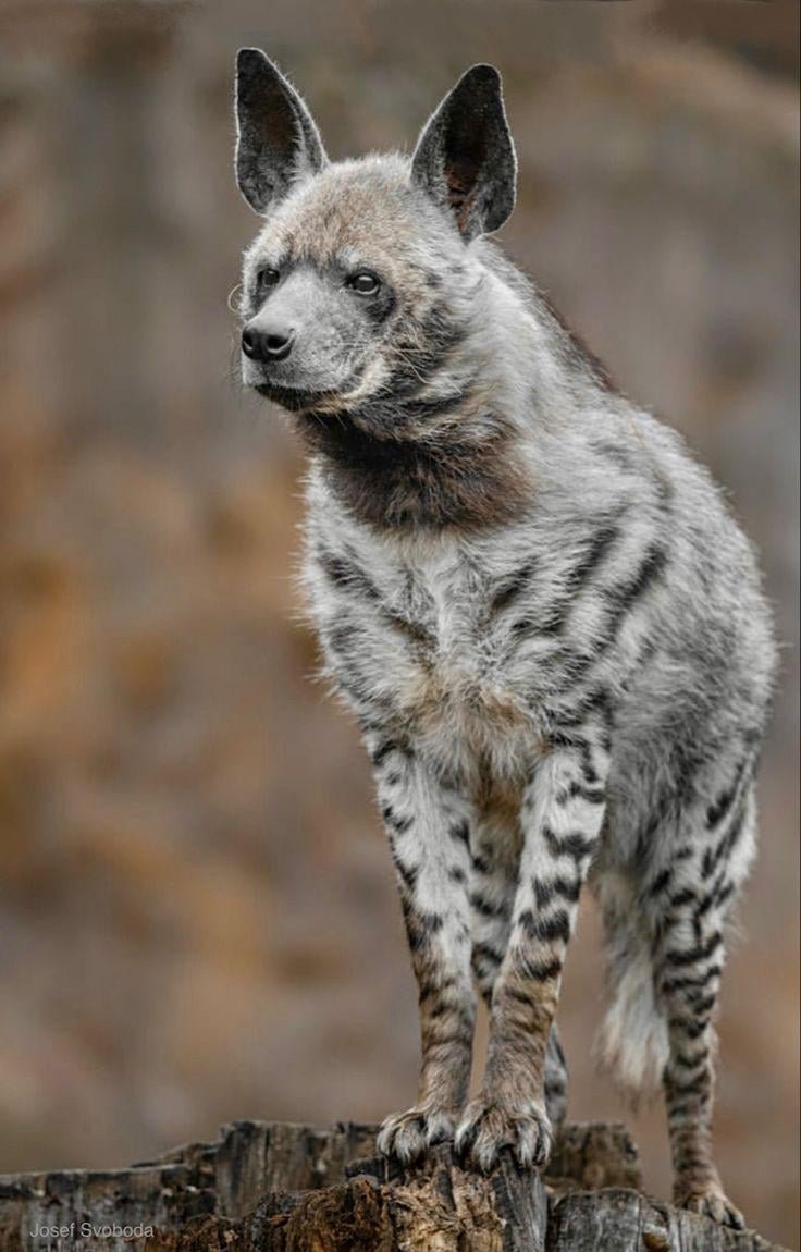 Comparing The Striped Hyena Vs. [Similar Species]