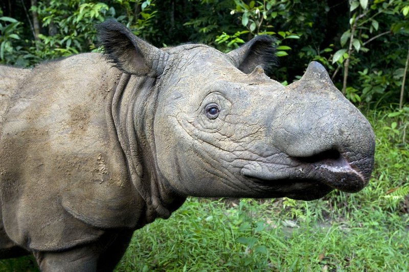 Comparing The Sumatran Rhinoceros Vs. [Similar Species]