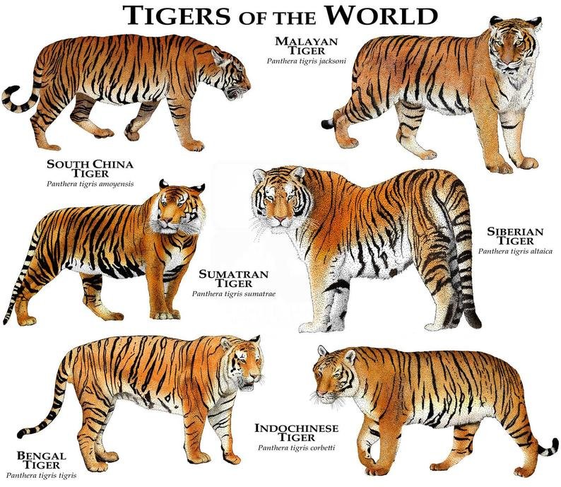 Comparing The Sumatran Tiger Vs. [Similar Species]