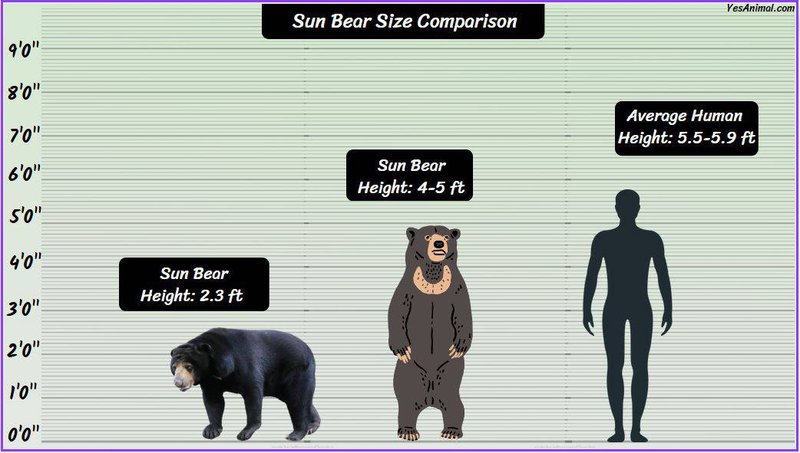 Comparing The Sun Bear Vs. [Similar Species]