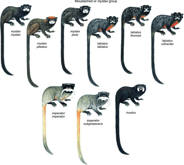 Comparing The Tamarin Vs. [Similar Species]
