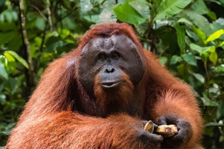 Comparing The Tapanuli Orangutan Vs. [Similar Species]