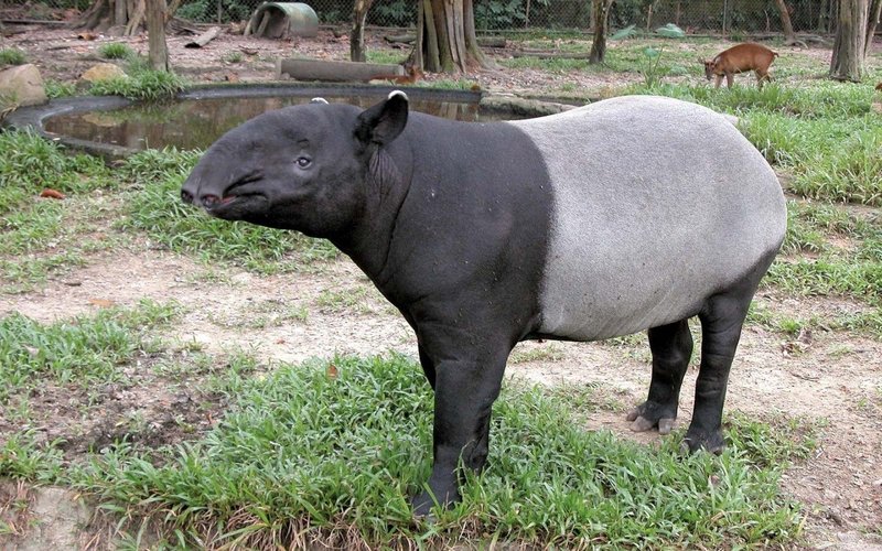 Comparing The Tapir Vs. [Similar Species]