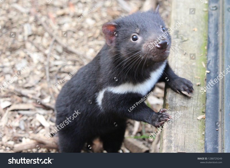 Comparing The Tasmanian Devil Vs. [Similar Species]