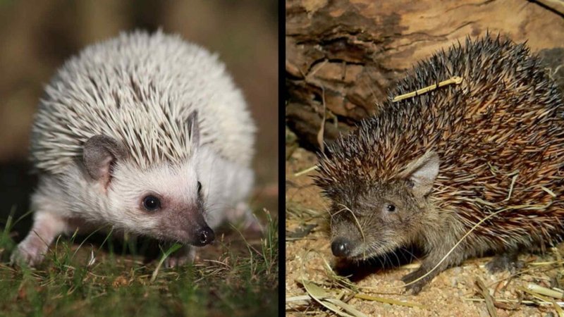Comparing The Tenrec Vs. [Similar Species]