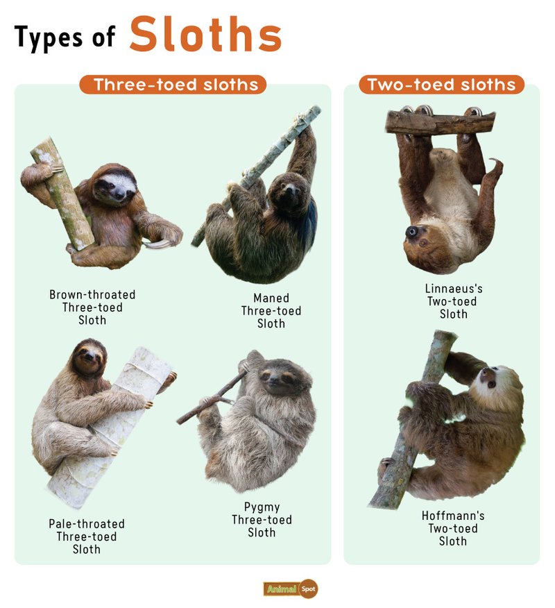 Comparing The Three-Toed Sloth Vs. [Similar Species]