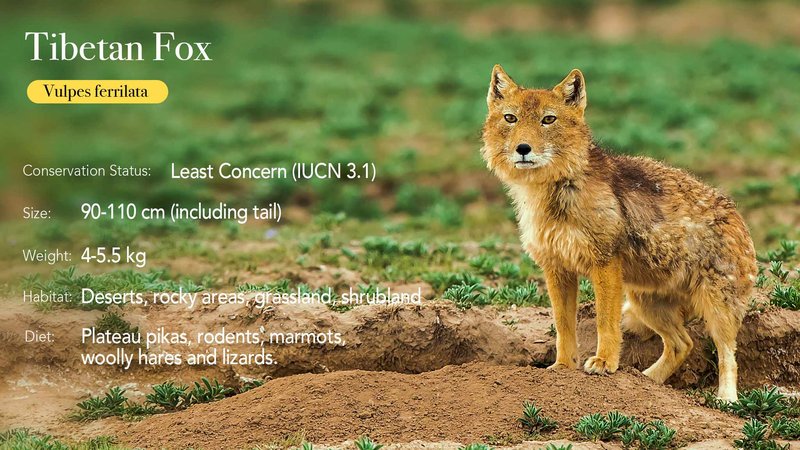 Comparing The Tibetan Fox Vs. [Similar Species]