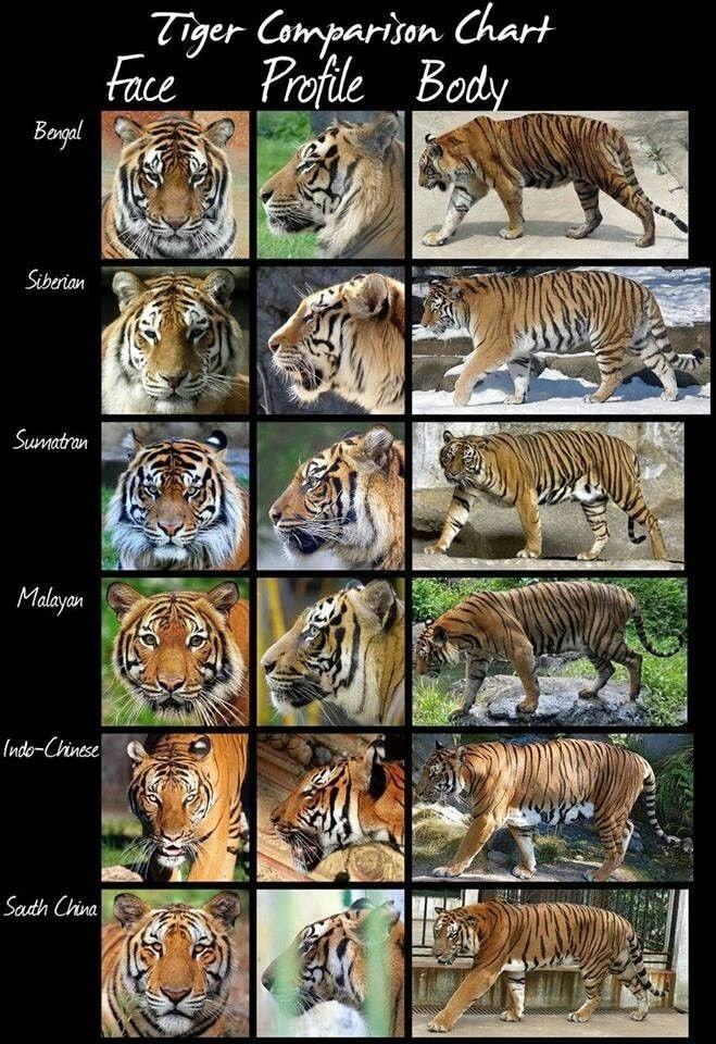 Comparing The Tiger Vs. [Similar Species]