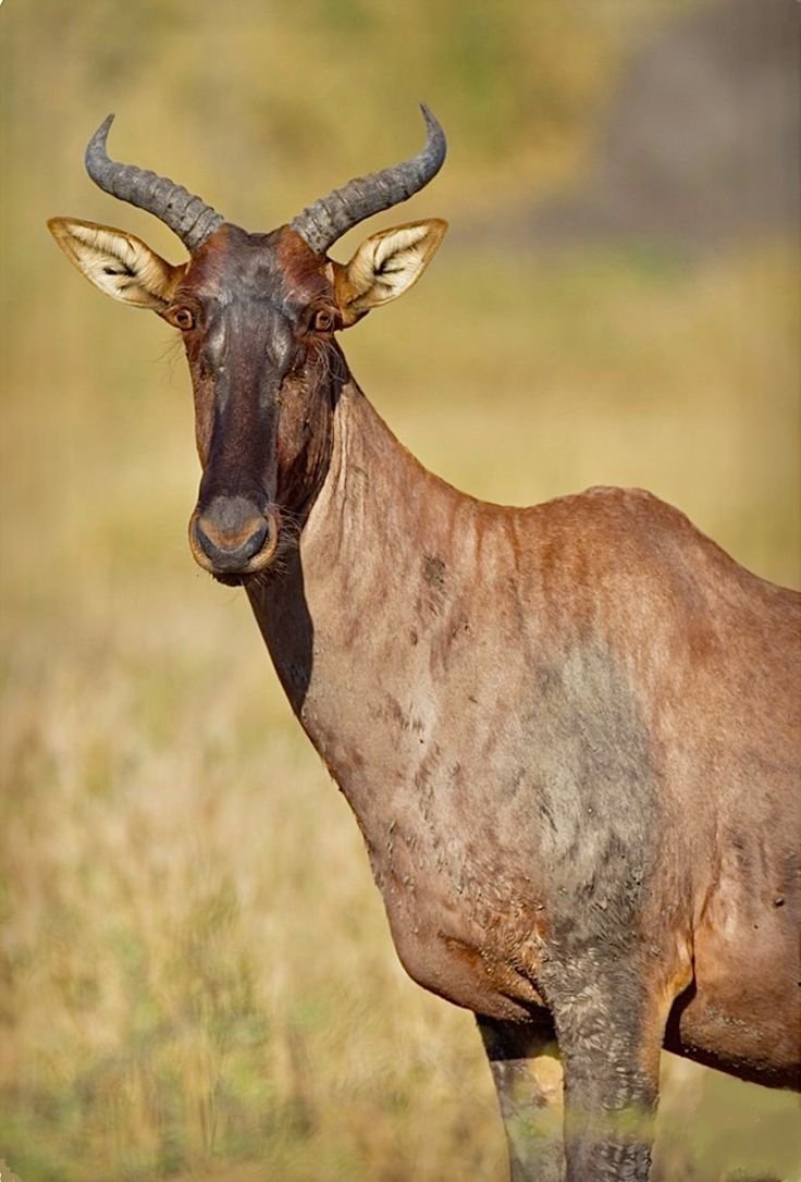 Comparing The Topi Vs. [Similar Species]