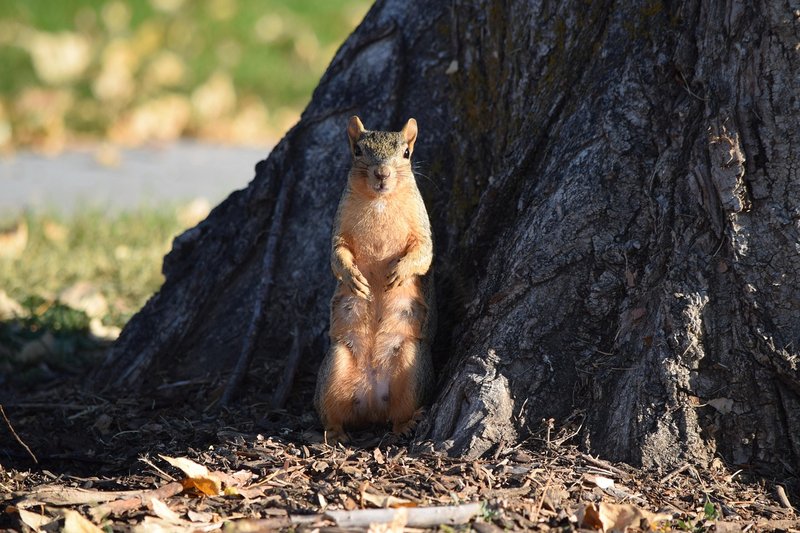 Comparing The Tree Squirrel Vs. [Similar Species]