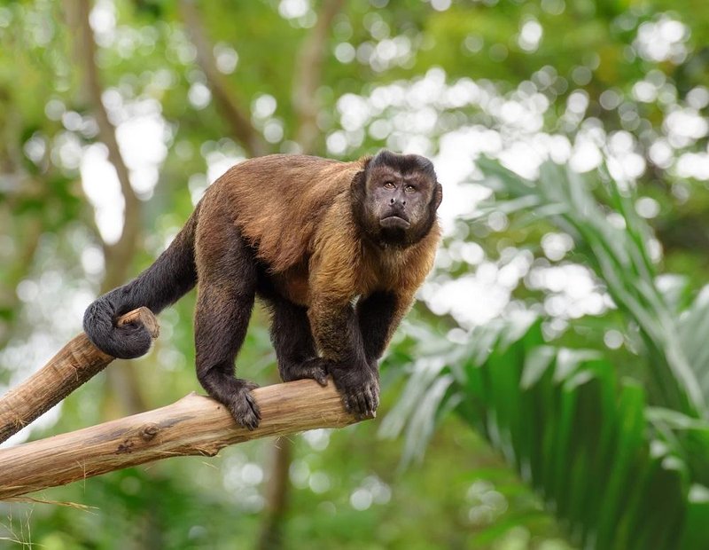 Comparing The Tufted Capuchin Vs. [Similar Species]