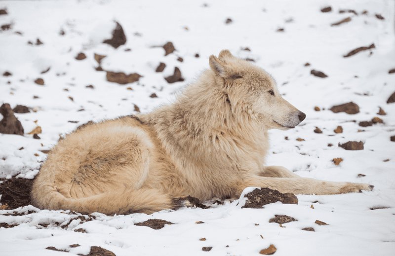 Comparing The Tundra Wolf Vs. [Similar Species]