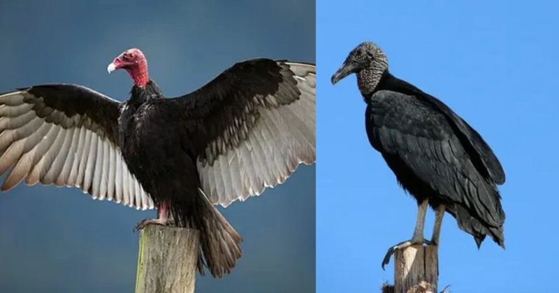 Comparing The Turkey Vulture Vs. [Similar Species]