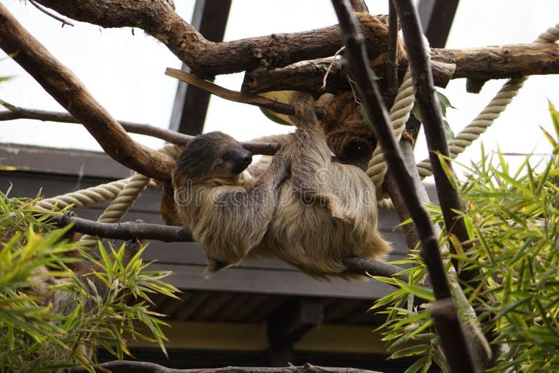 Comparing The Two-Toed Sloth Vs. [Similar Species]