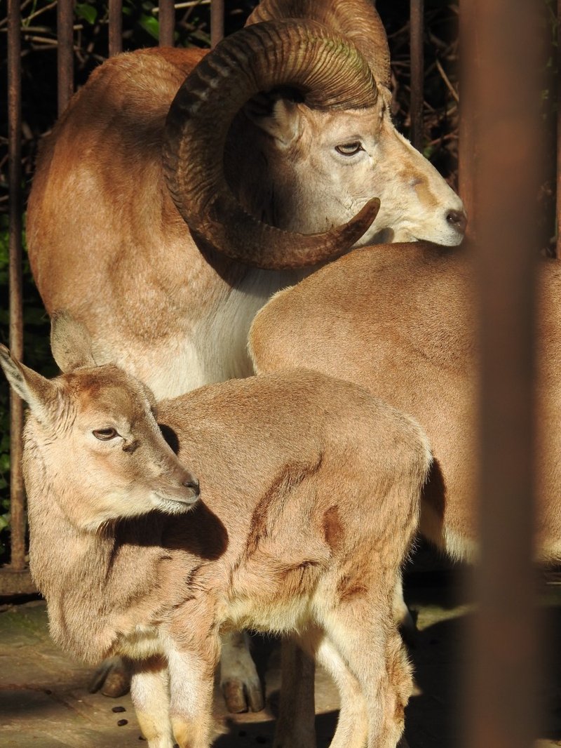 Comparing The Urial Vs. [Similar Species]