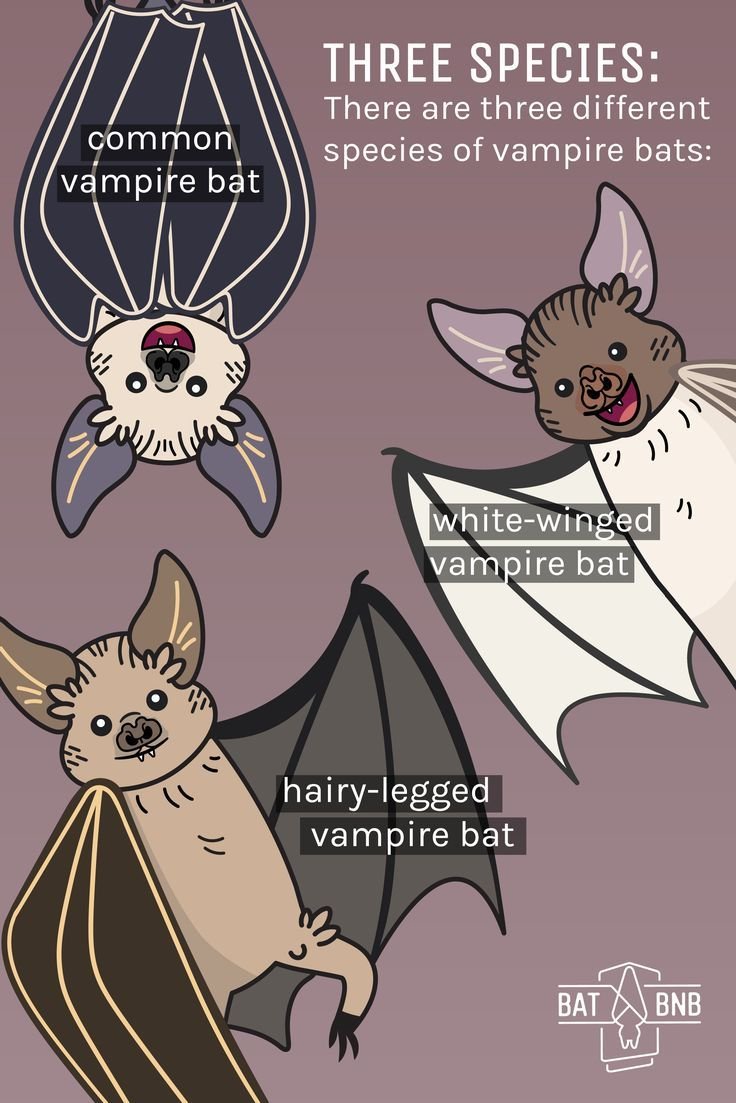 Comparing The Vampire Bat Vs. [Similar Species]