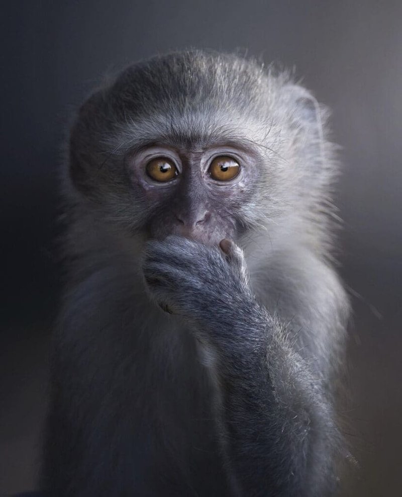 Comparing The Vervet Monkey Vs. [Similar Species]