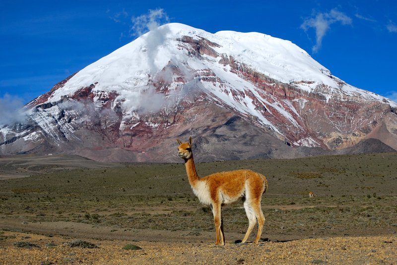 Comparing The Vicuna Vs. [Similar Species]