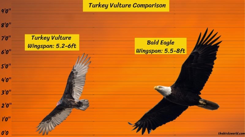 Comparing The Vulture Vs. [Similar Species]