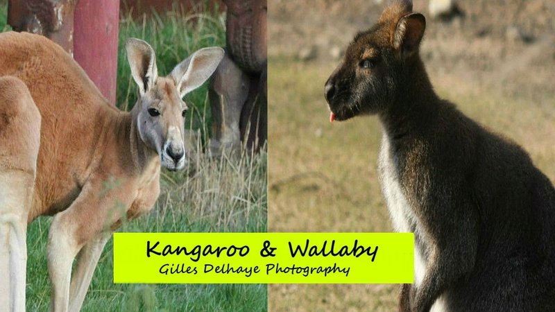 Comparing The Wallaby Vs. [Similar Species]