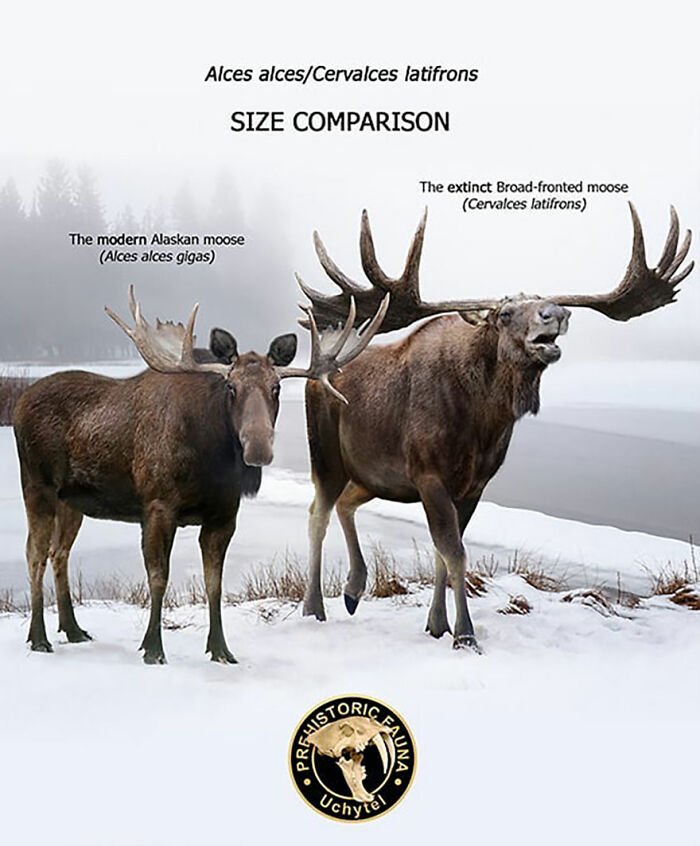 Comparing The Wapiti Vs. [Similar Species]