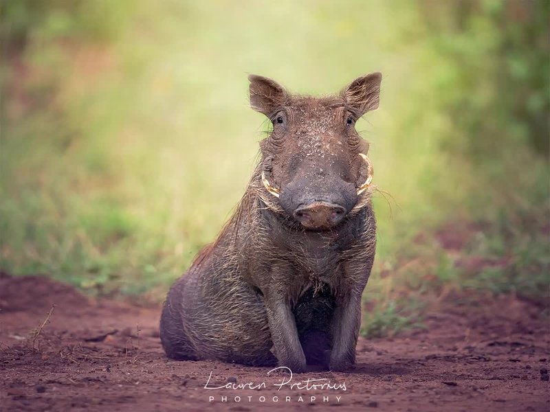 Comparing The Warthog Vs. [Similar Species]