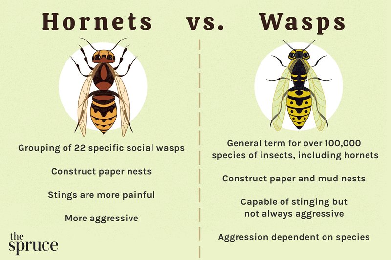 Comparing The Wasp Vs. Similar Insects