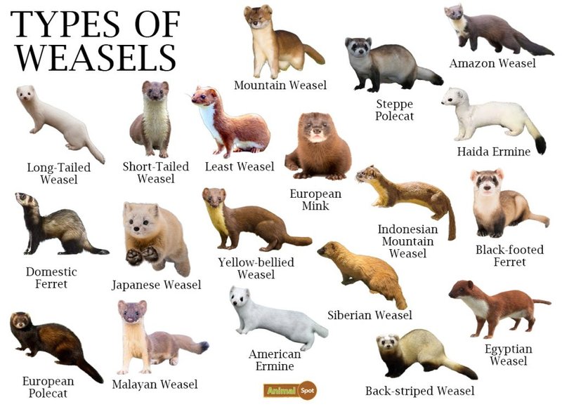 Comparing The Weasel Vs. [Similar Species]