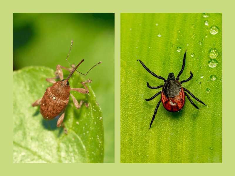 Comparing The Weevil Vs. Similar Insects