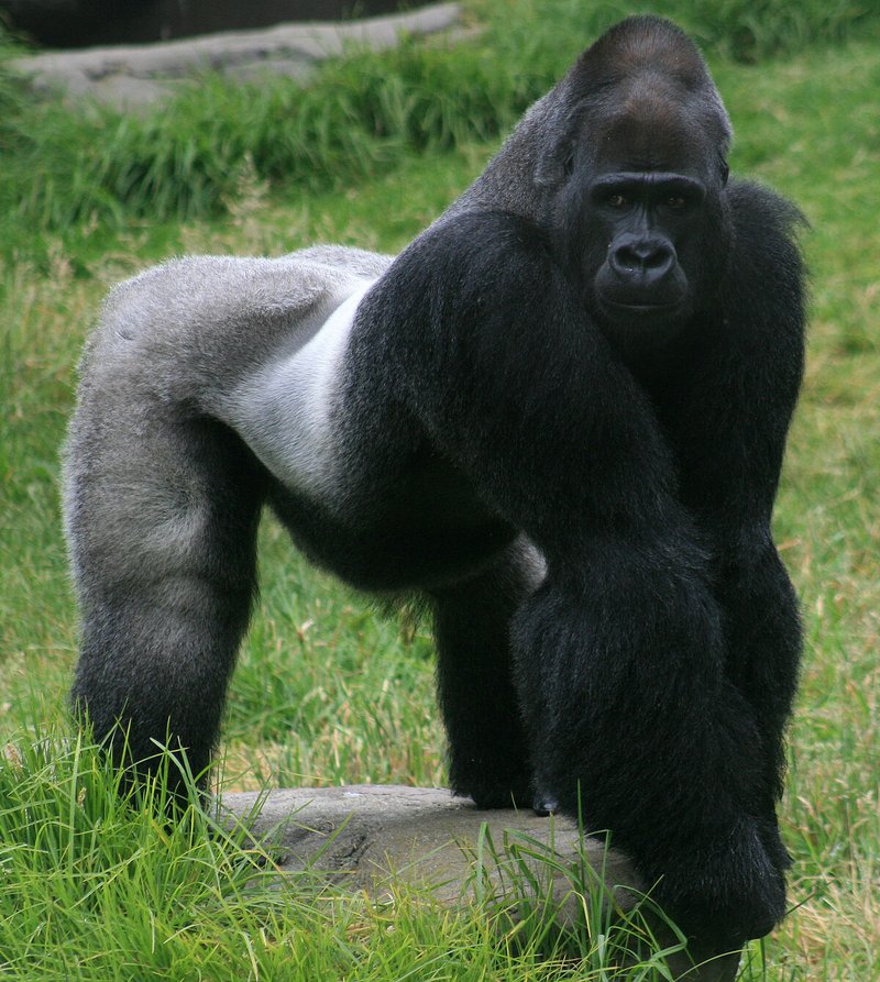 Comparing The Western Gorilla Vs. [Similar Species]