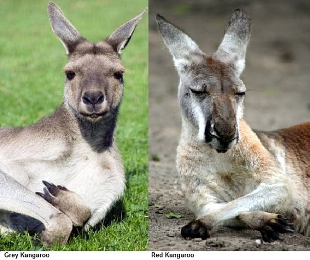 Comparing The Western Grey Kangaroo Vs. [Similar Species]