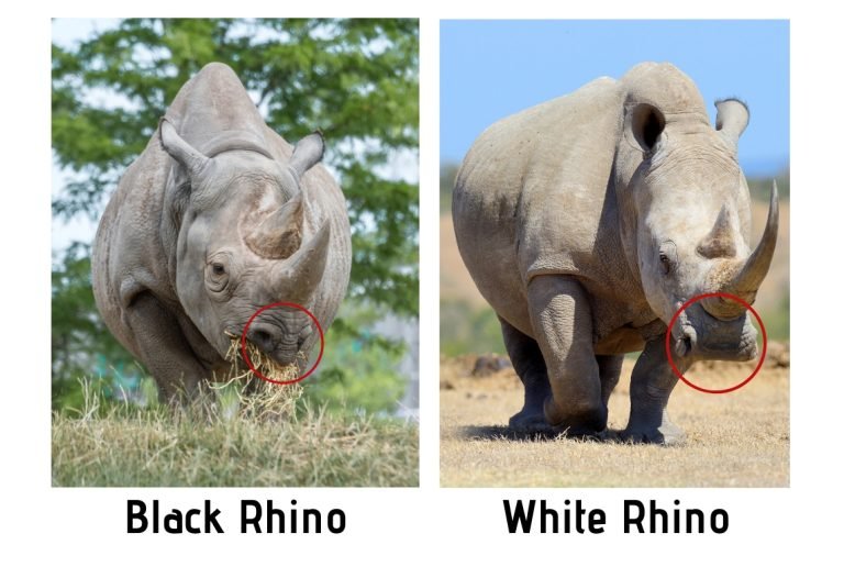 Comparing The White Rhinoceros Vs. [Similar Species]