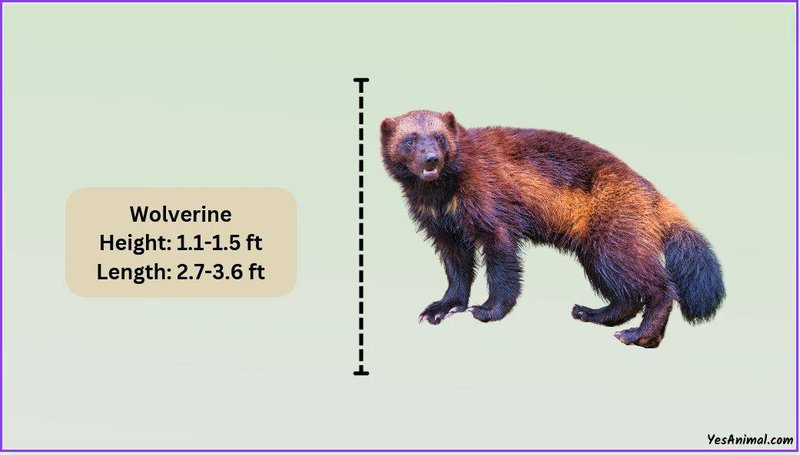 Comparing The Wolverine Vs. [Similar Species]