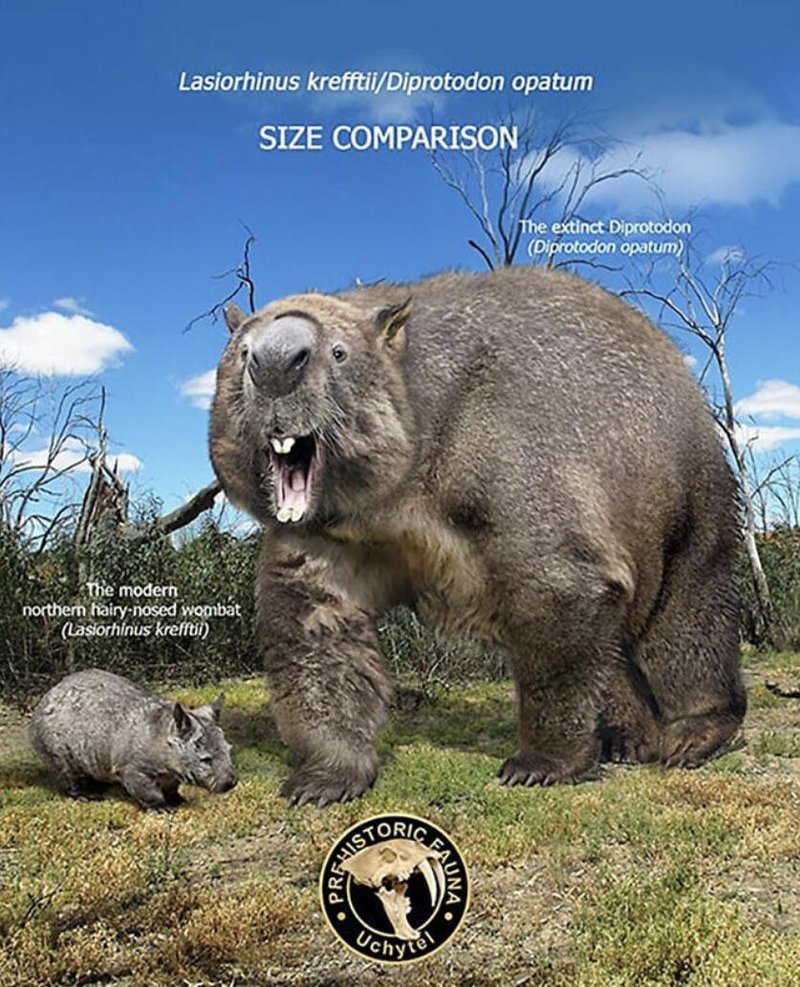 Comparing The Wombat Vs. [Similar Species]